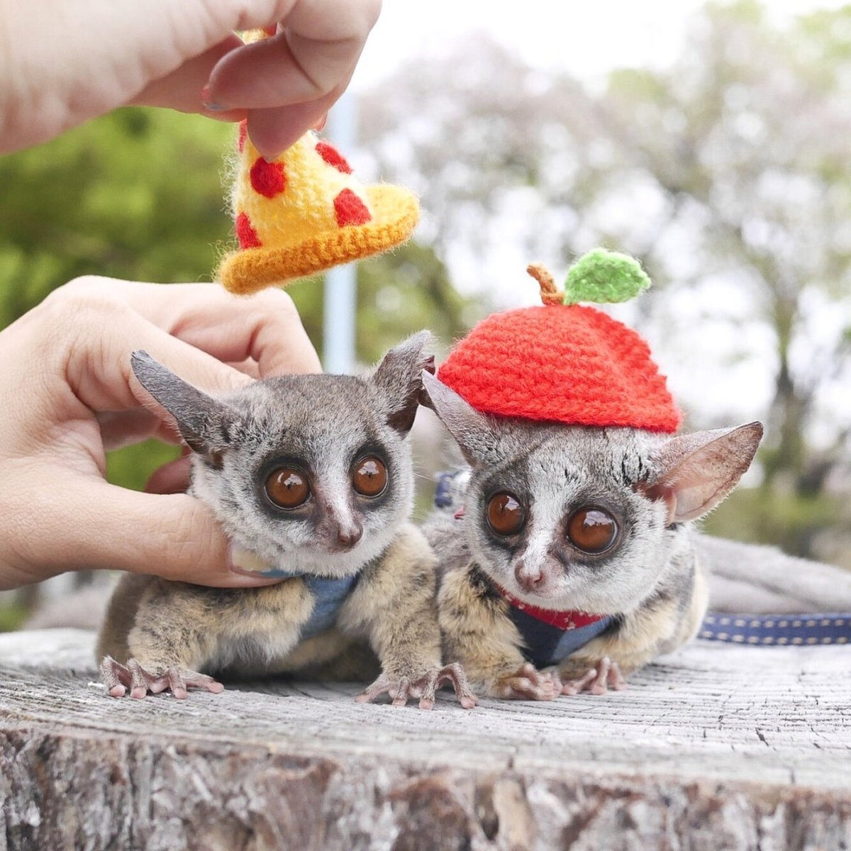 Сенегальский галаго