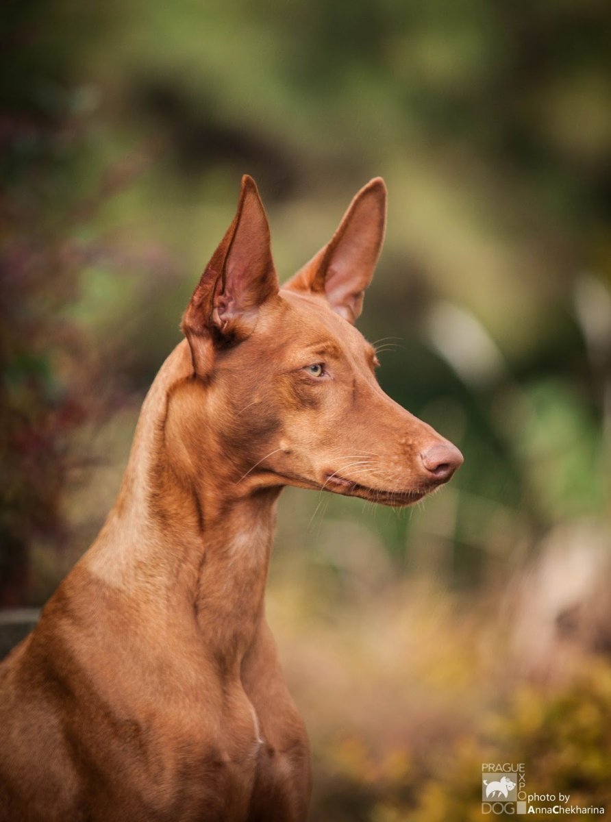 Фараонова гончая