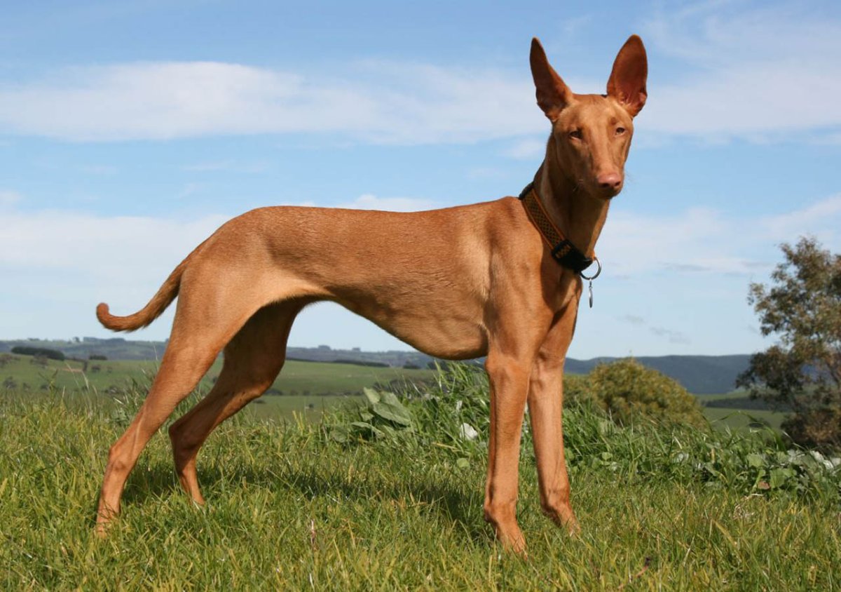 Порода фараон хаунд