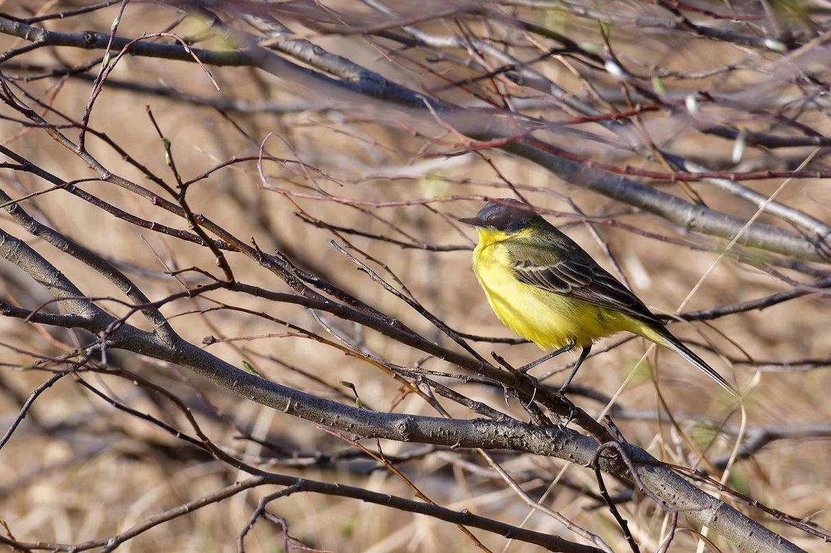 Птица трясогузка в клетке