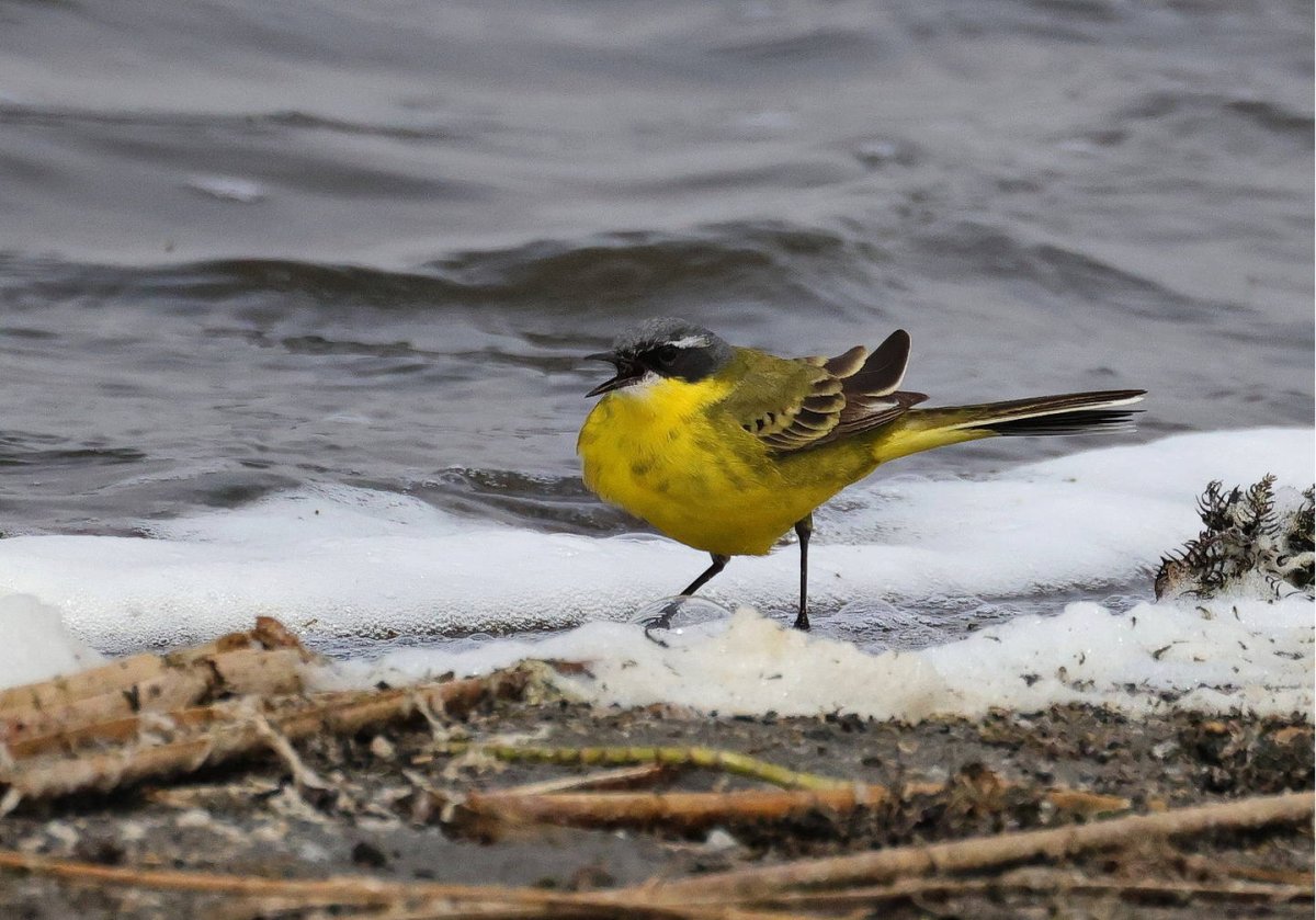 Берингийская желтая трясогузка