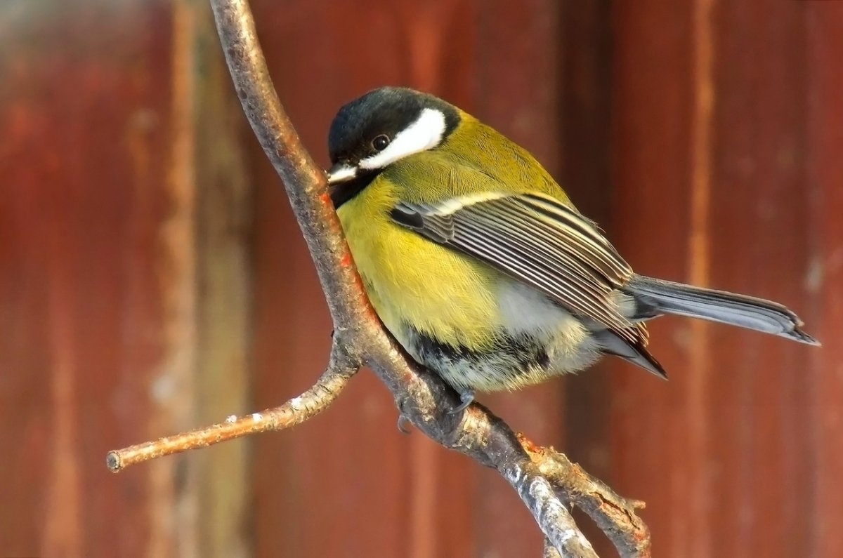 Синица картинка