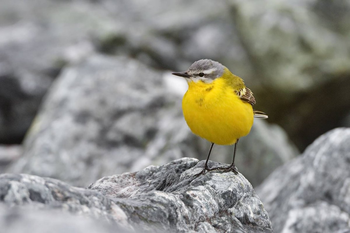 Птичка с желтыми боками