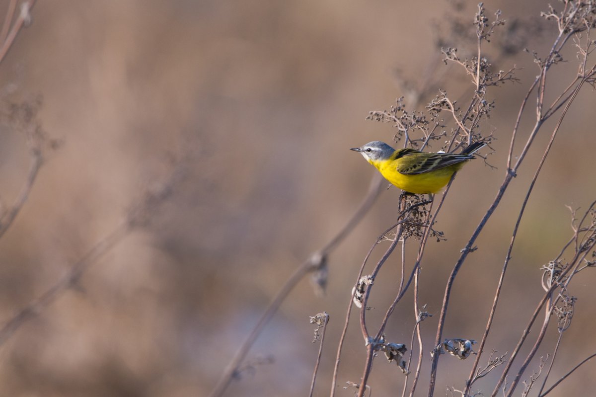 Желтая трясогузка примета