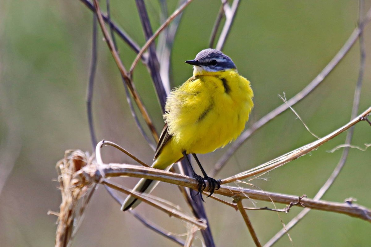 Трясогузка птица оранжевая Сибирь