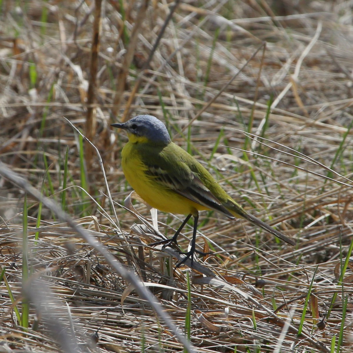 Слеток желтоголовой трясогузки