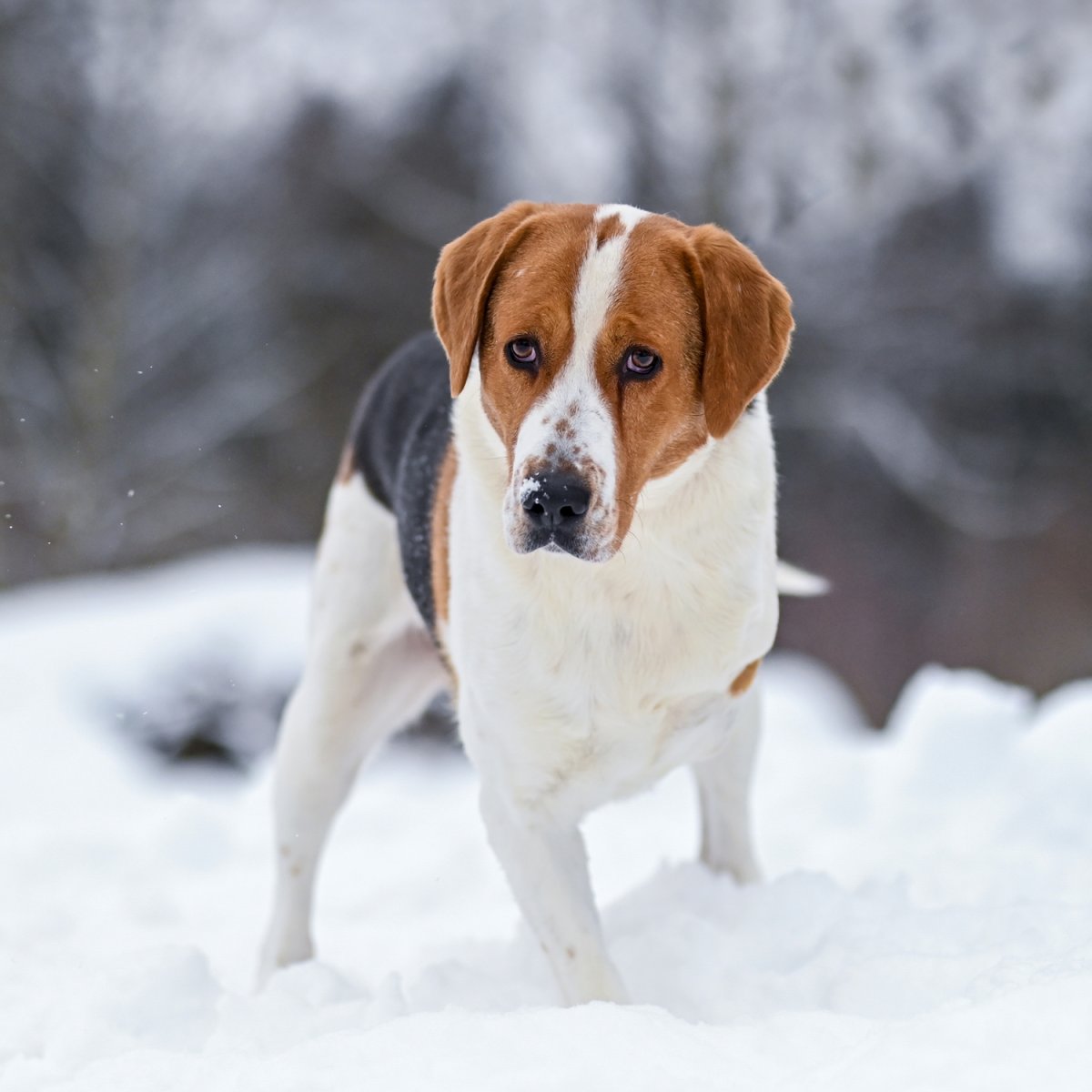 Два бигля зимой