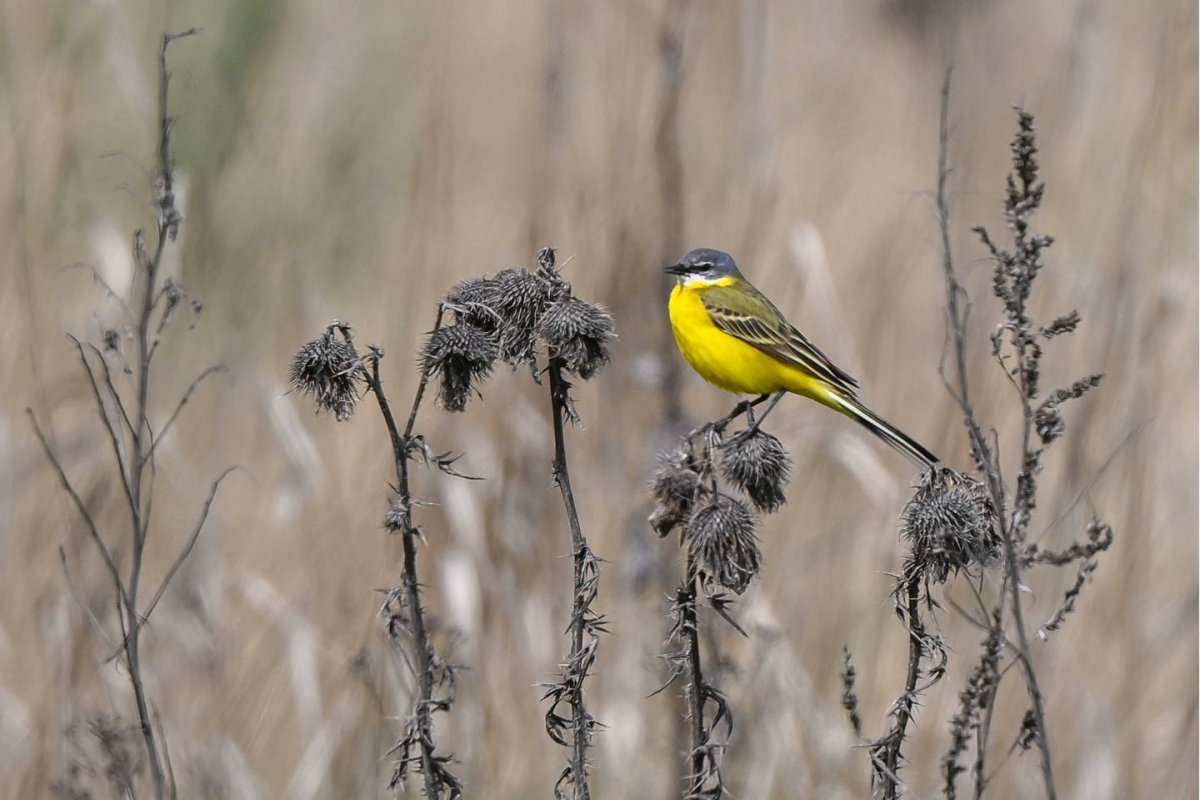 Желтые птицы Черноземья