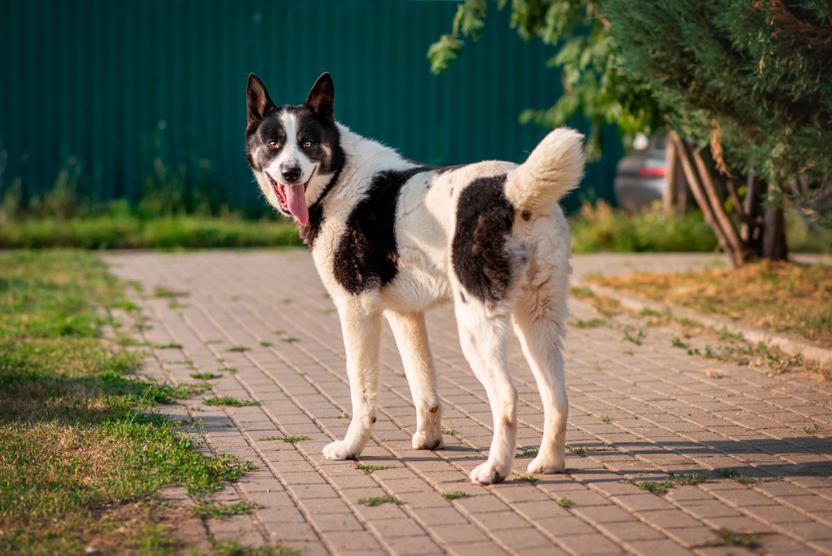 Красивые собаки