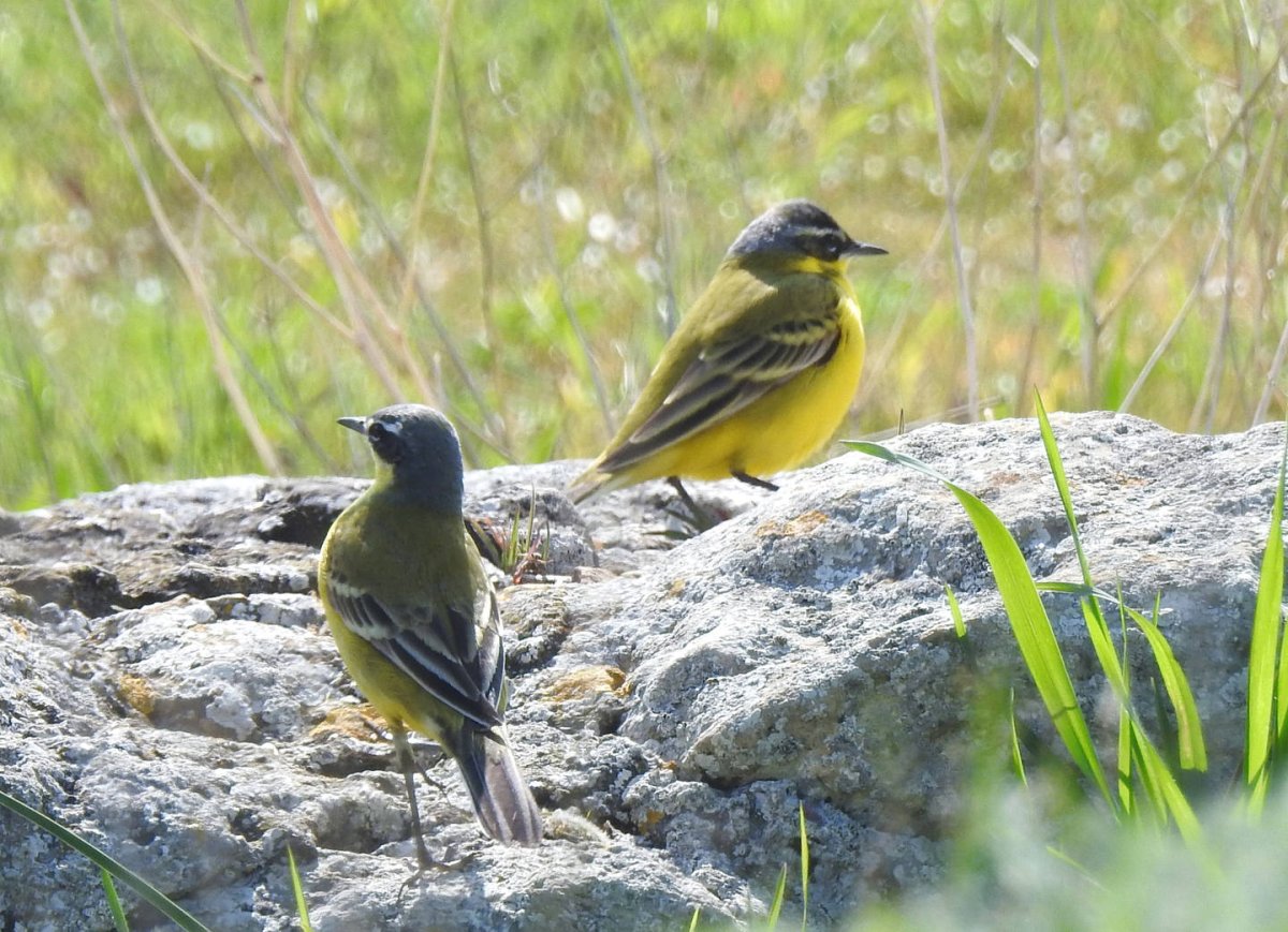 Трясогузка Иволга