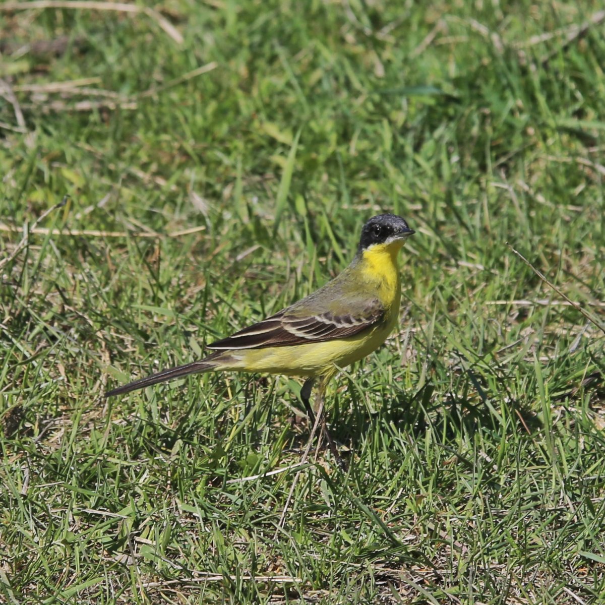 Плиска чорноголова (Motacilla feldegg).