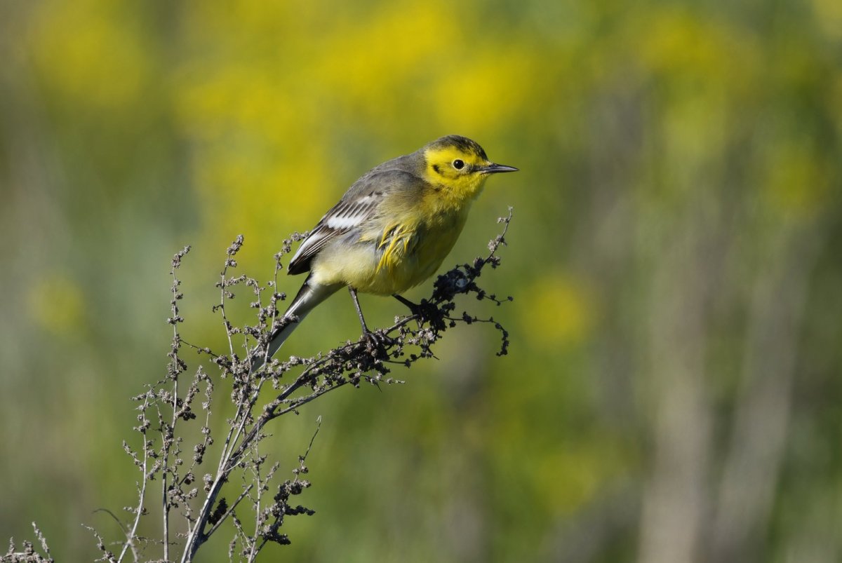 Капская трясогузка