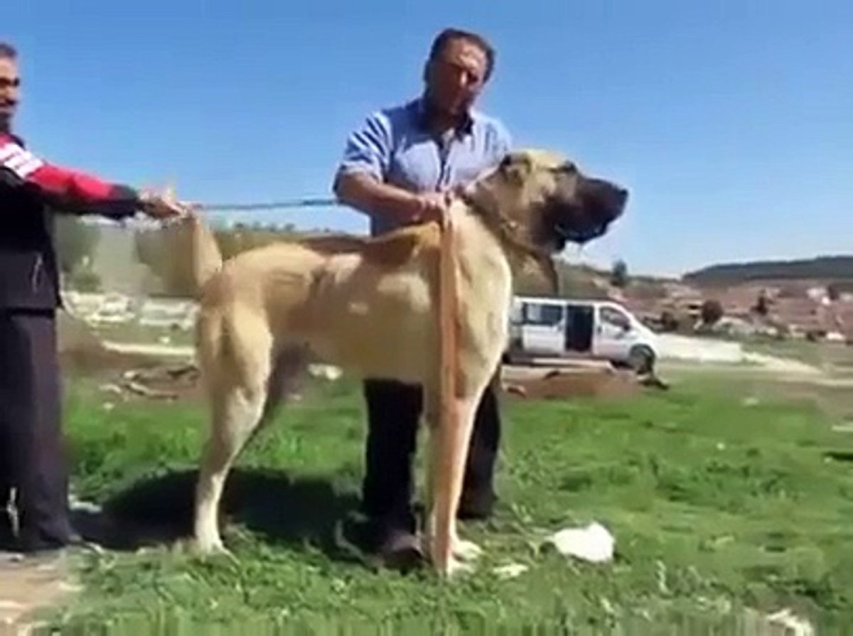 Турецкий калган порода собак