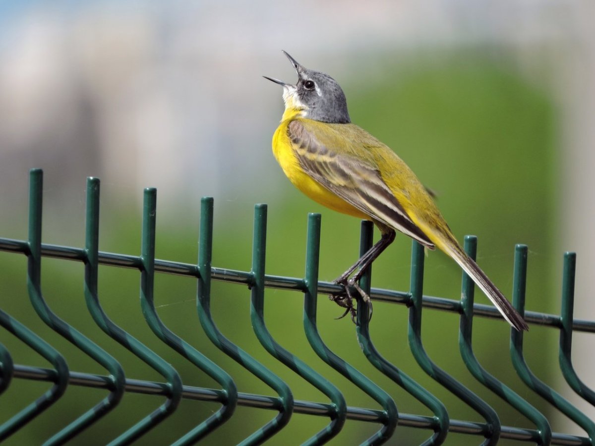 Птицы Чувашии
