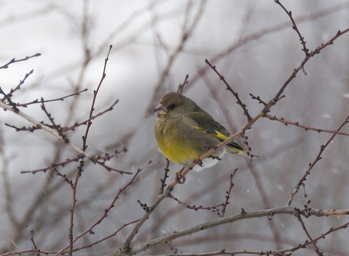 Зеленушка, Воробей