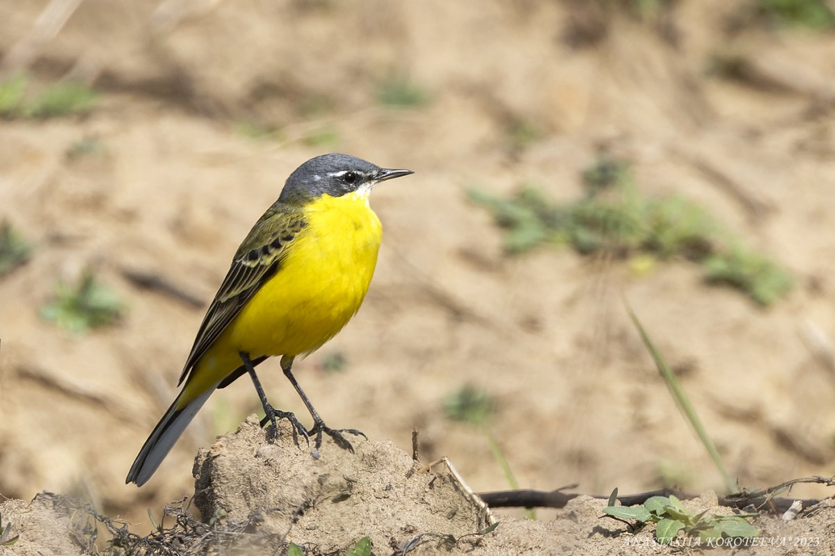 Птица с желтой грудкой зимой