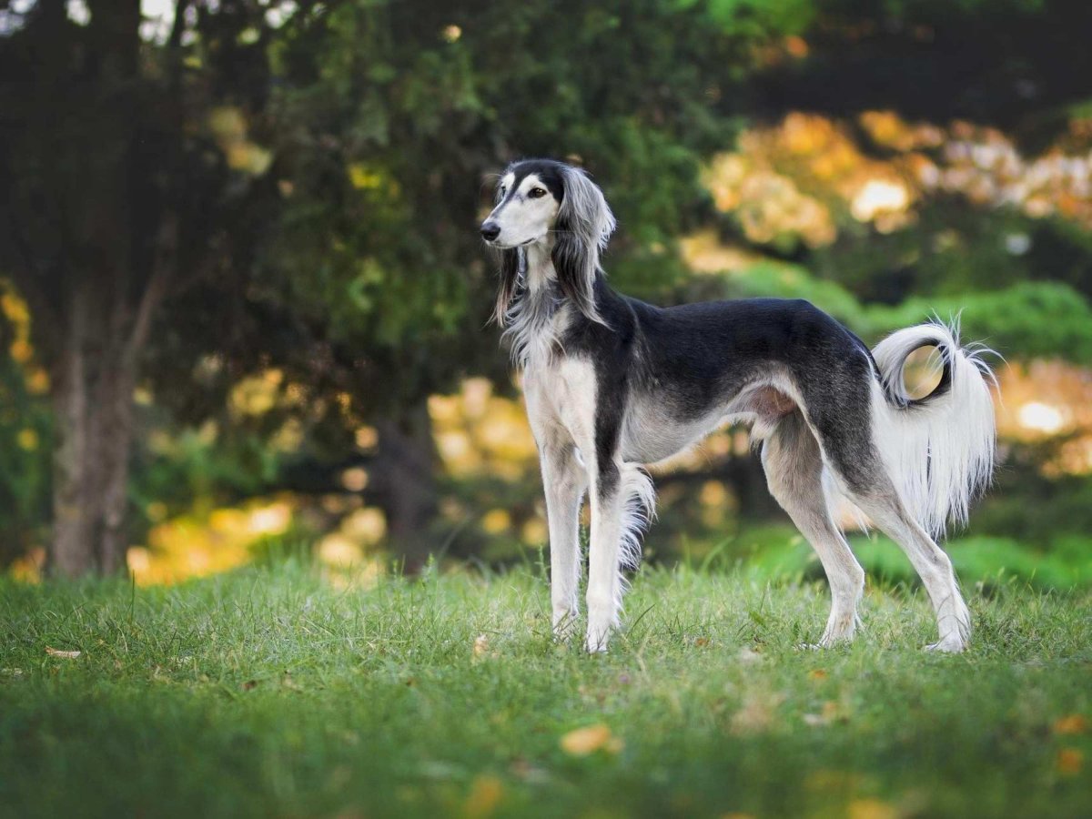Грейхаунд салюки