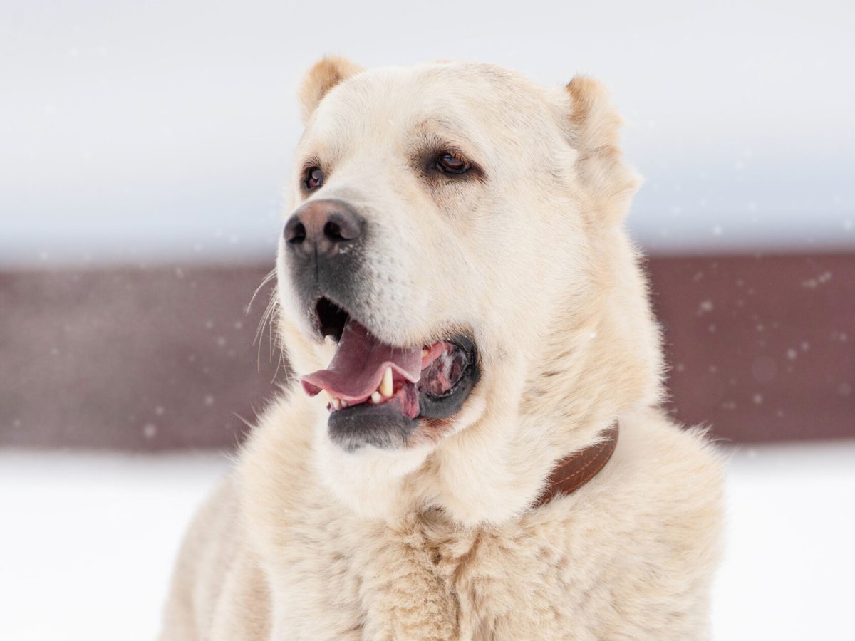 Собака Среднеазиатская овчарка алабай