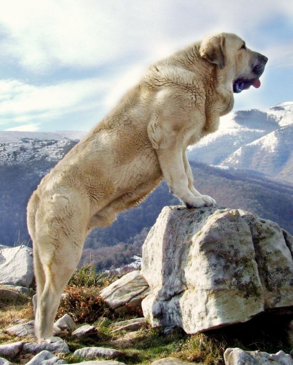 Среднеазиатская овчарка волкодав