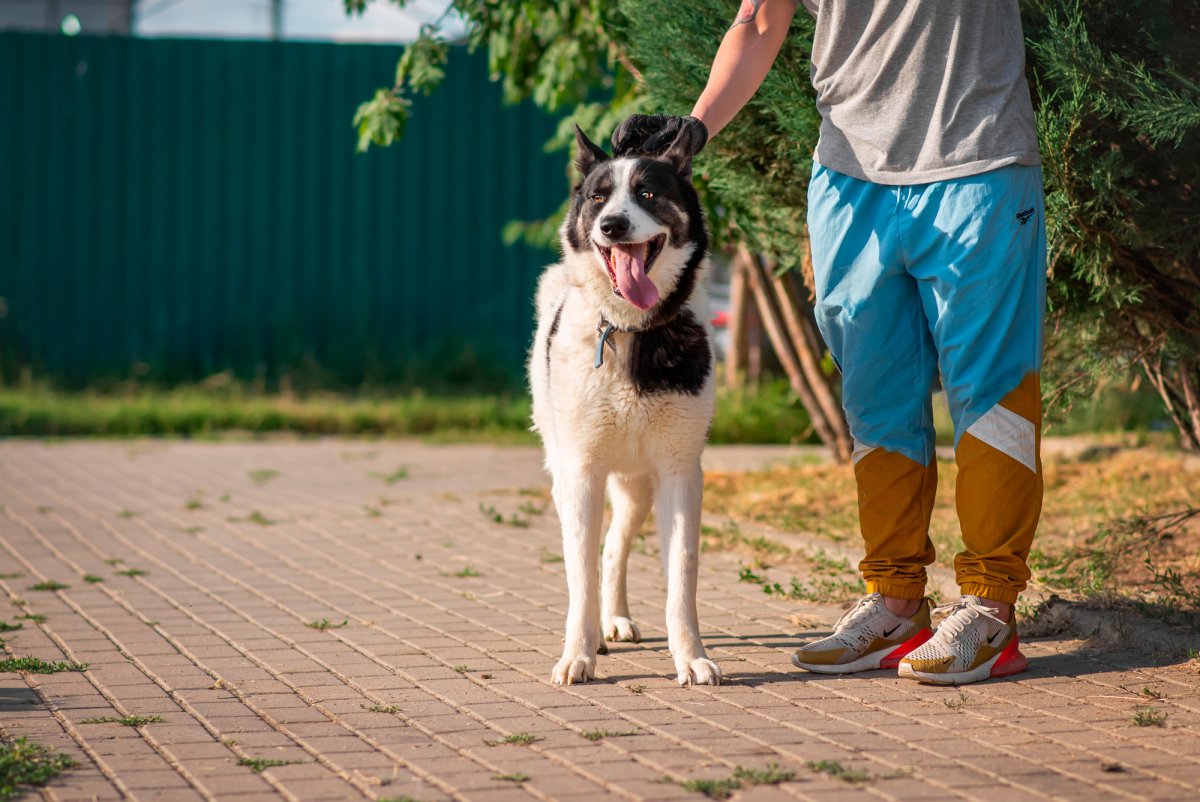 Гулял с собакой и нашел голову в лесу