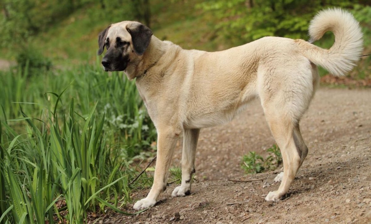 Турецкая овчарка кангал