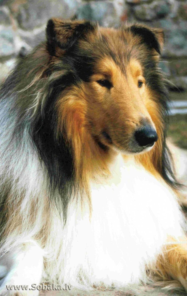 Колли собака длинношерстные