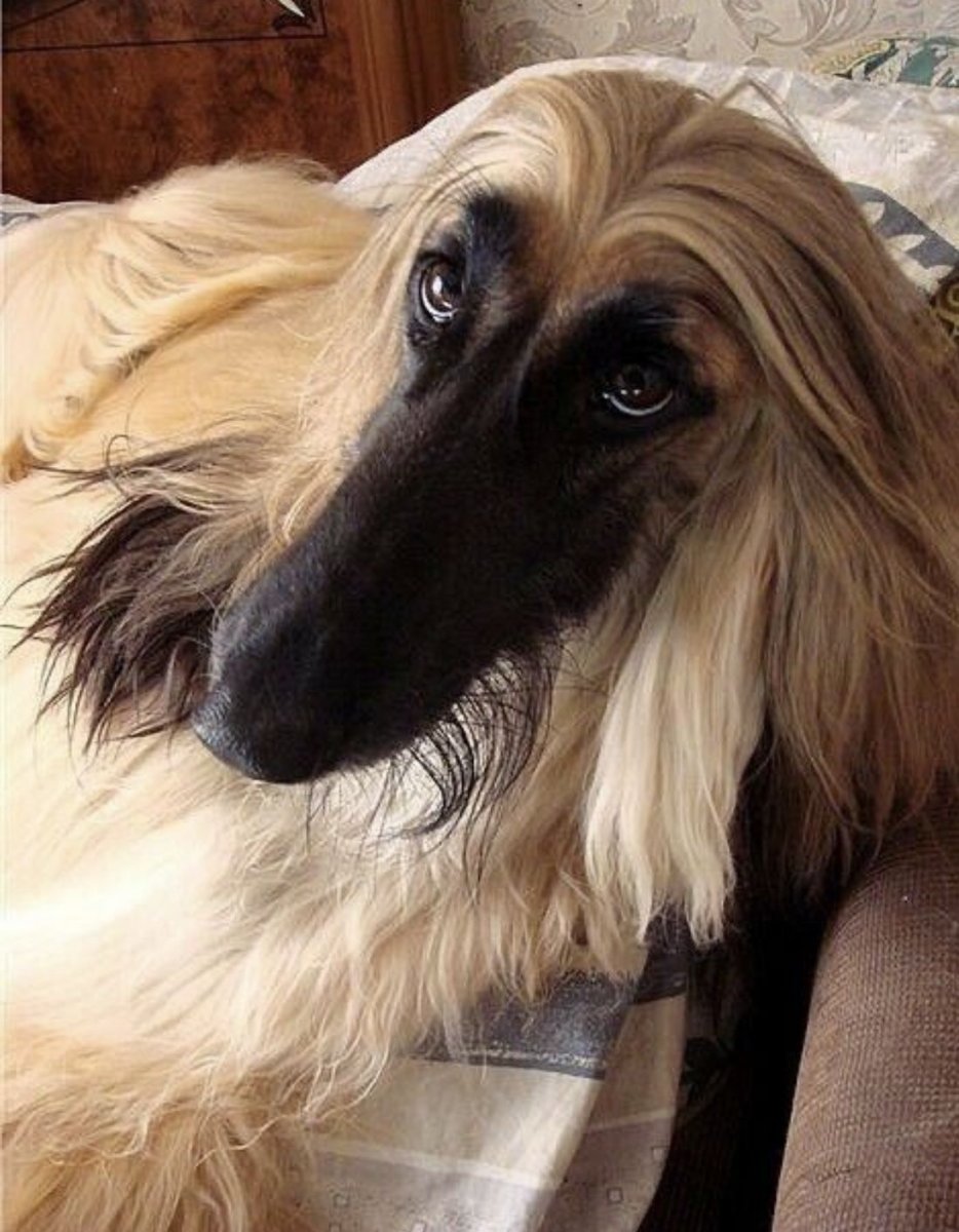 Афганская борзая черная