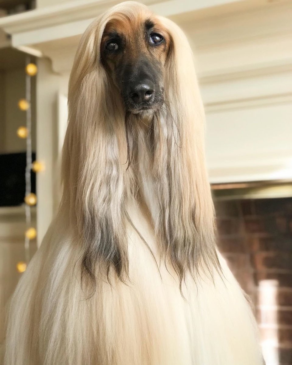 Собаки породы Афганская борзая