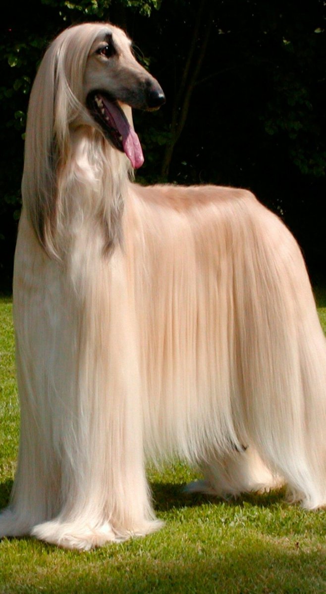 Афганская борзая овчарка