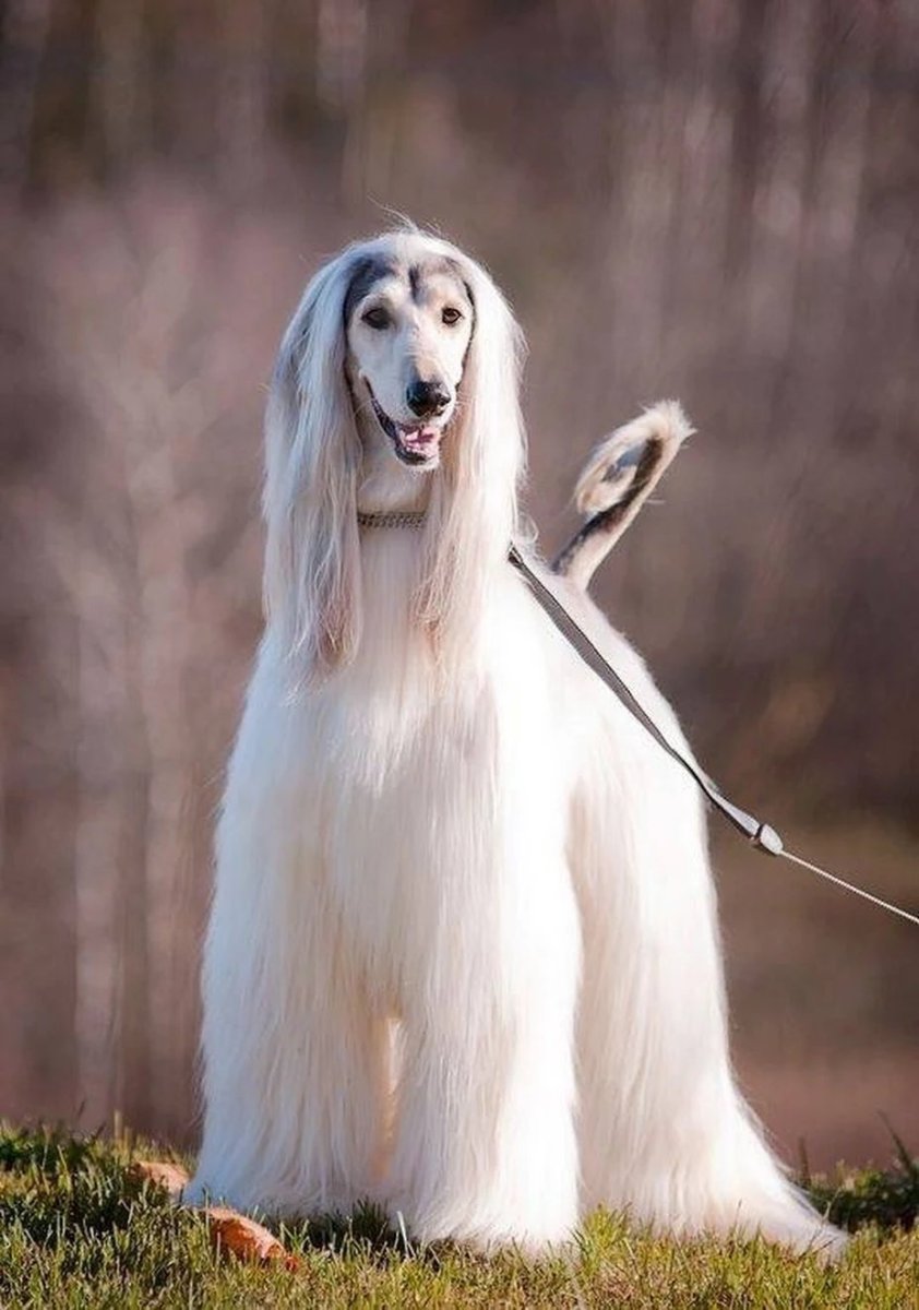 Афганская Афганская борзая