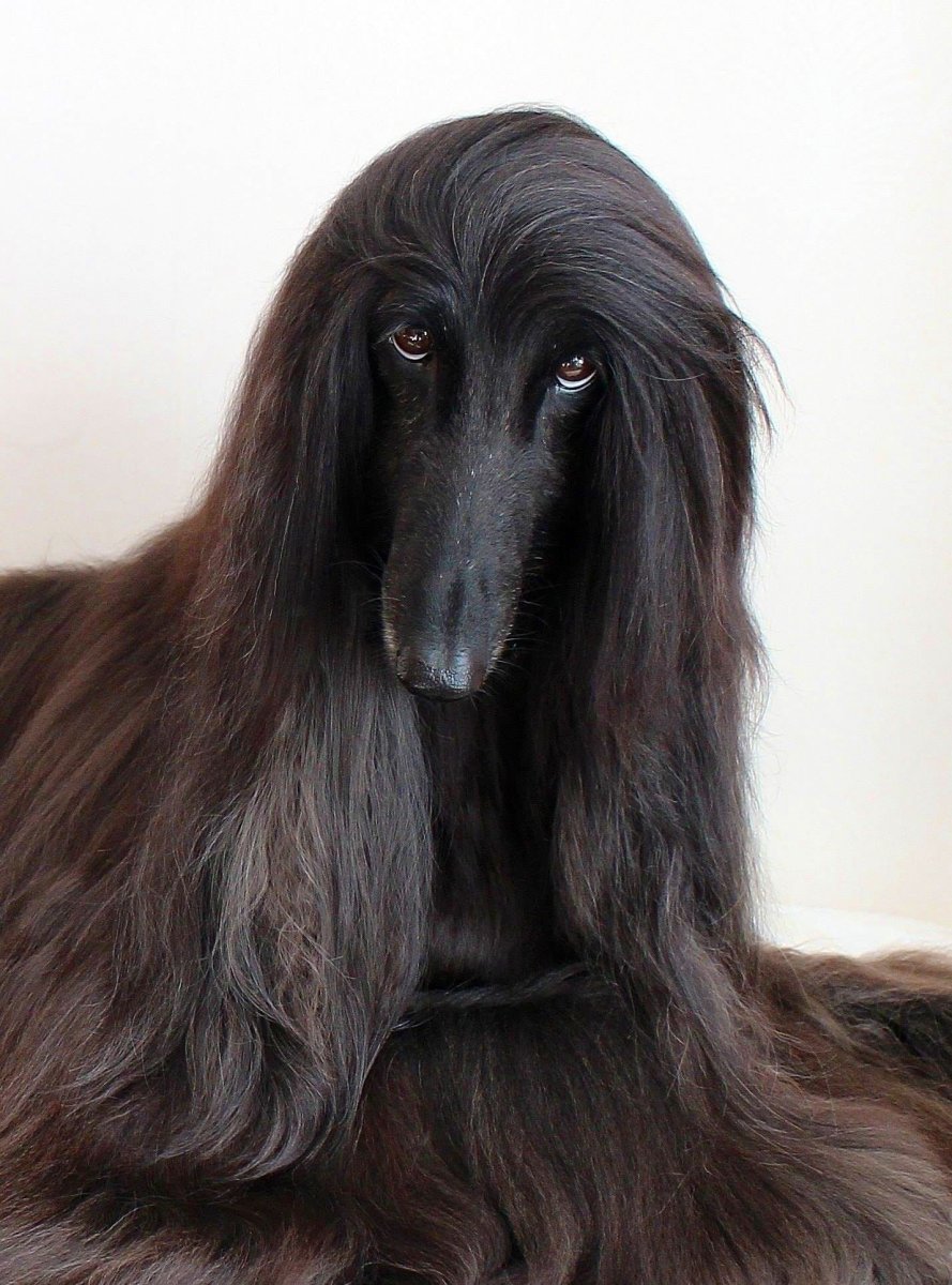 Афганская борзая / Afghan Hound
