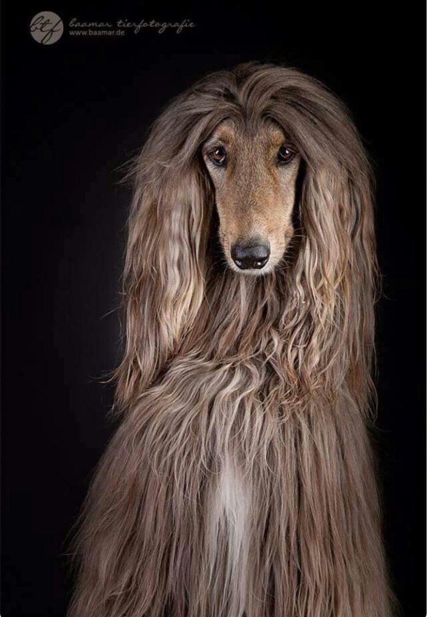 Афганская борзая гончая