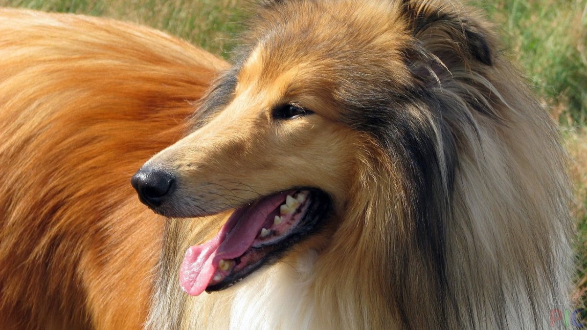 Колли рыжая длинношерстная