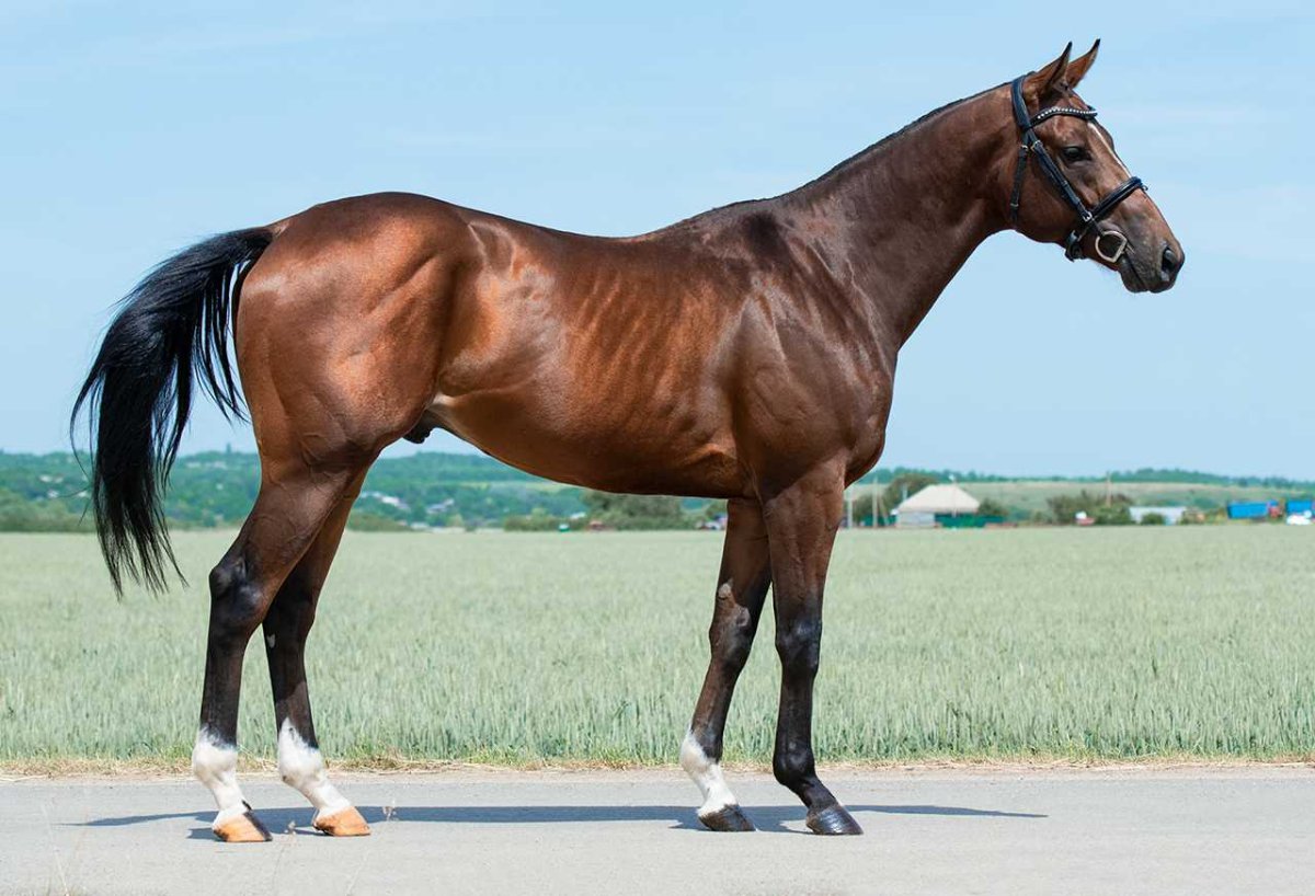 Чистокровная верховая гнедая