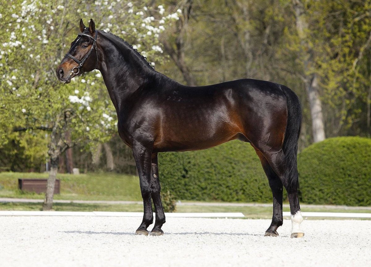 Шариф Дансер лошадь