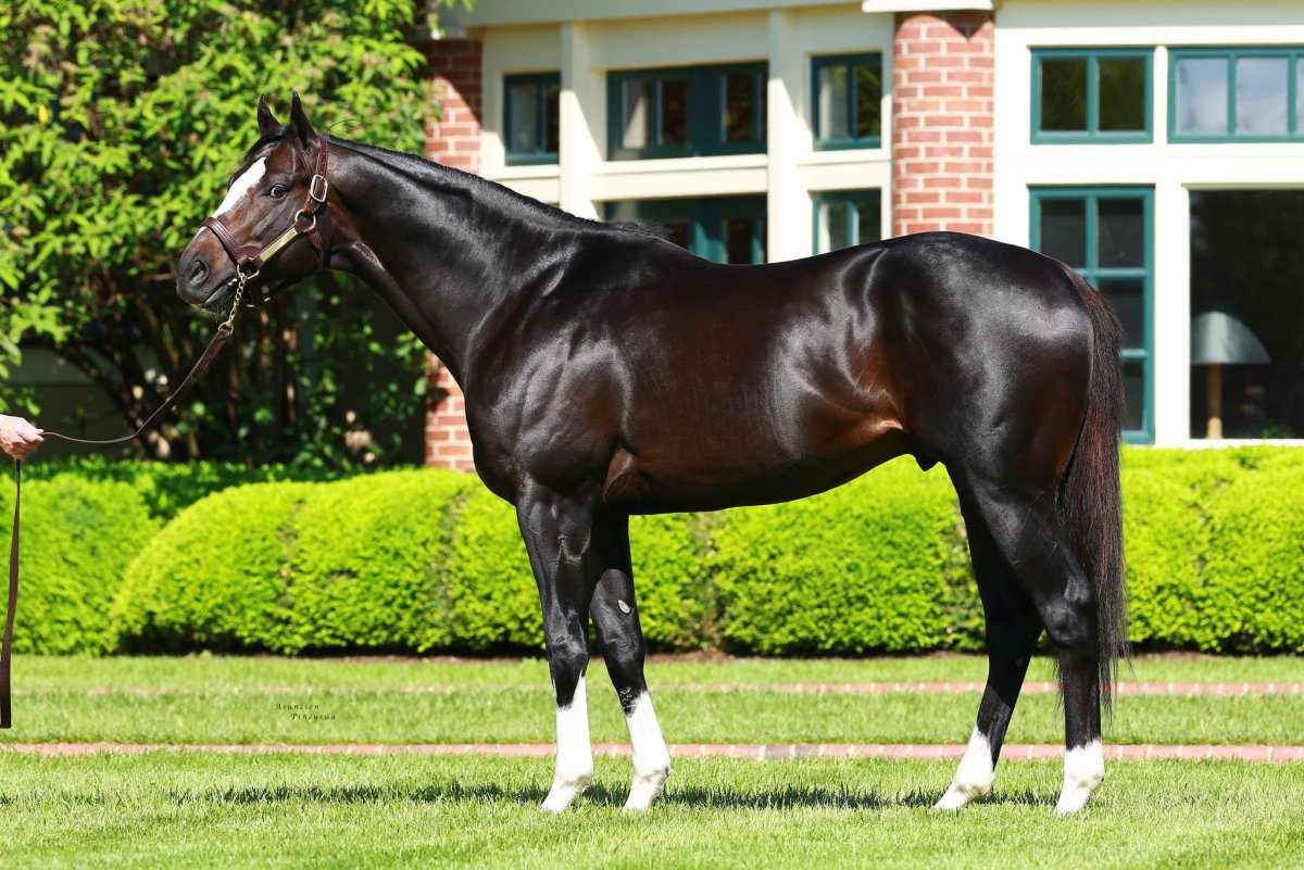Английская чистокровная верховая лошадь
