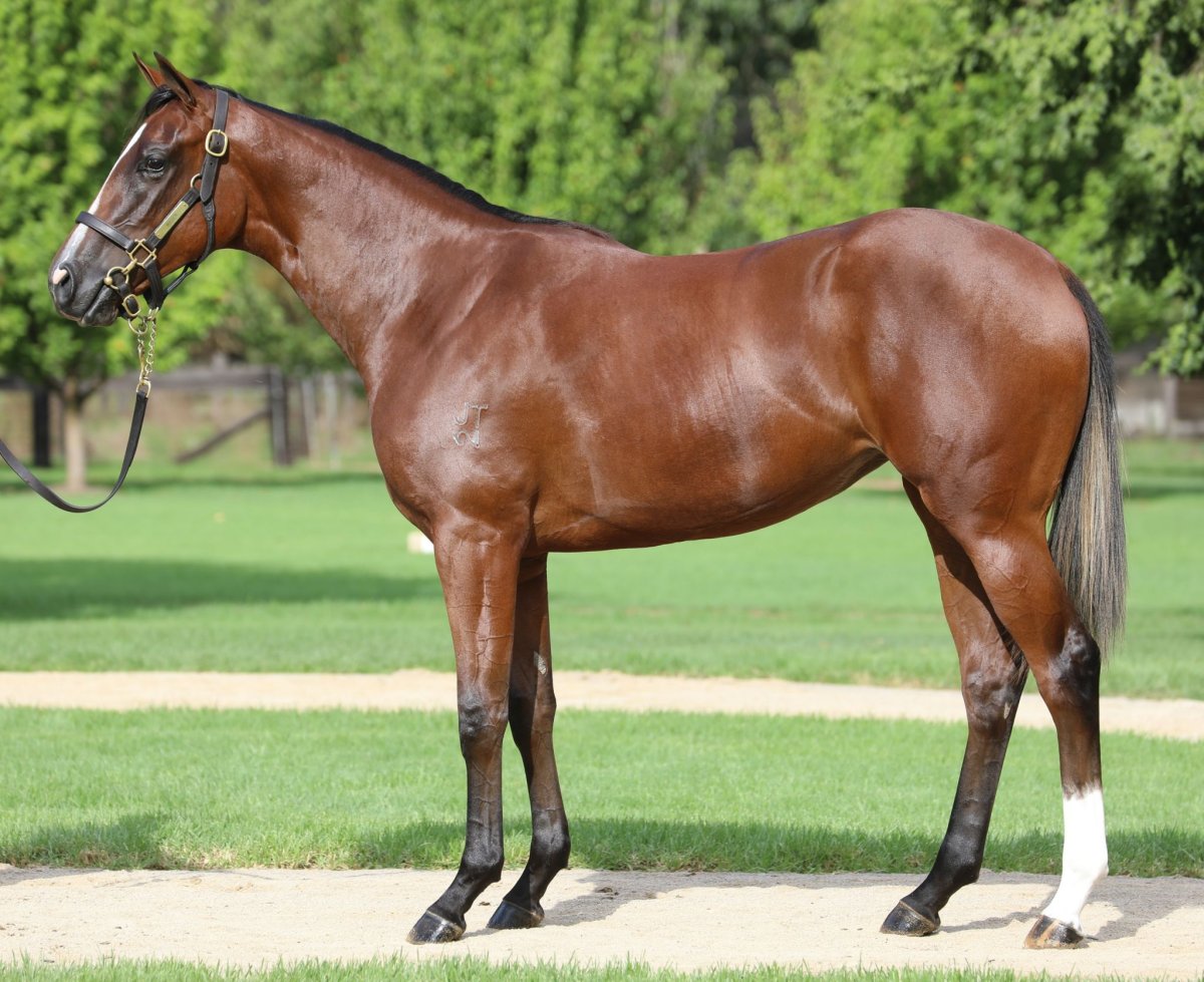 Английская чистокровная верховая лошадь