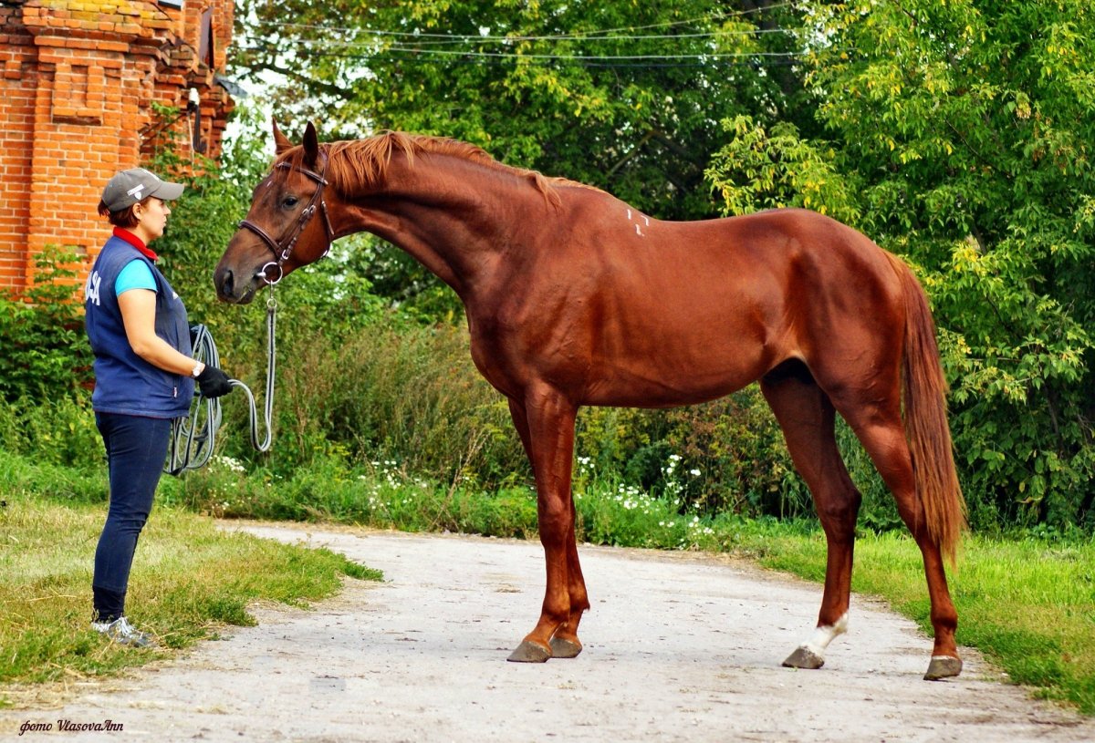Орлово-ростопчинская порода лошадей