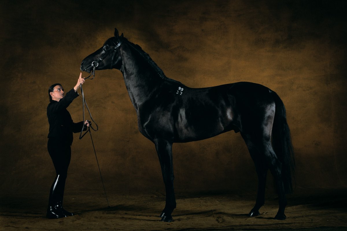 Английская чистокровная верховая лошадь