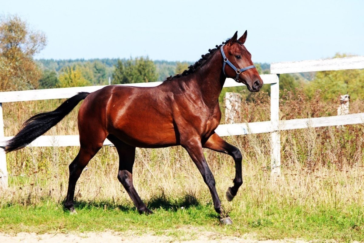 Чистокровная английская лошадь караковая