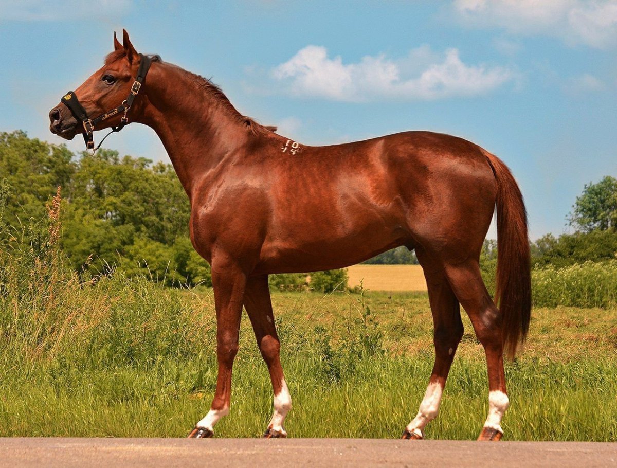 Чистокровная верховая порода лошадей