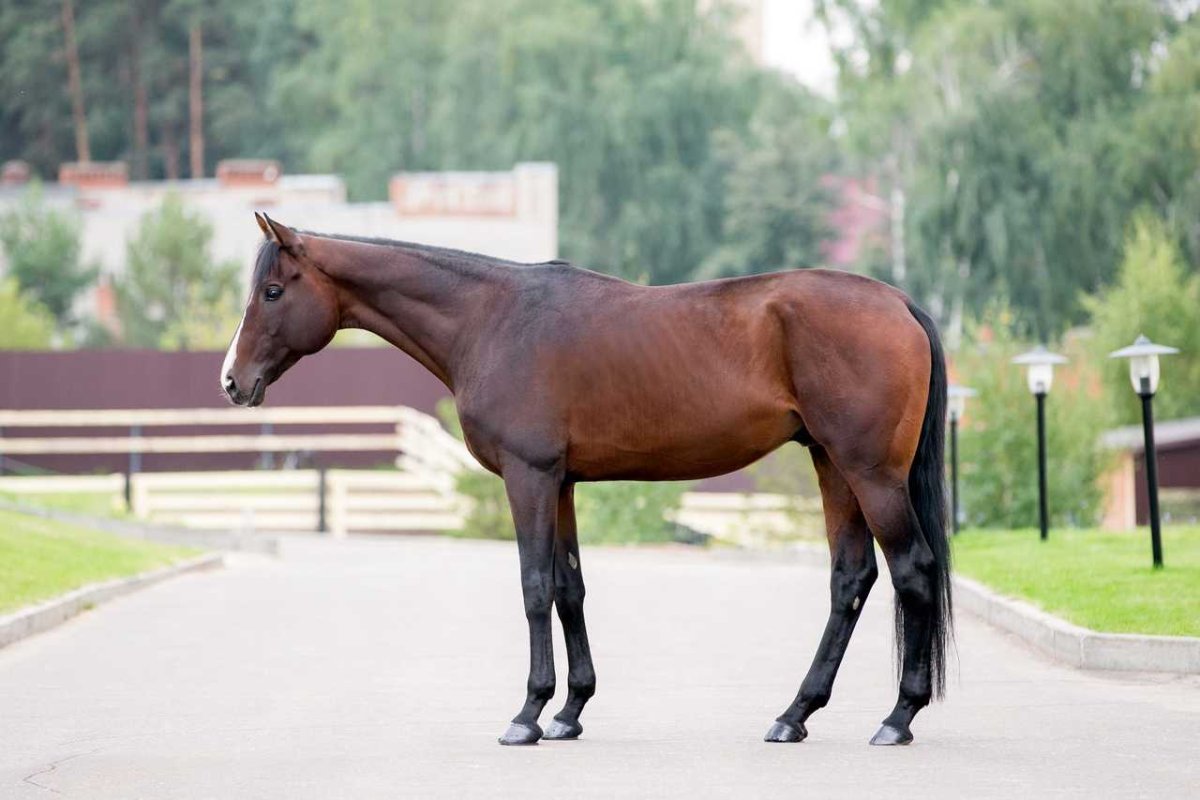 Чистокровная английская верховая караковая