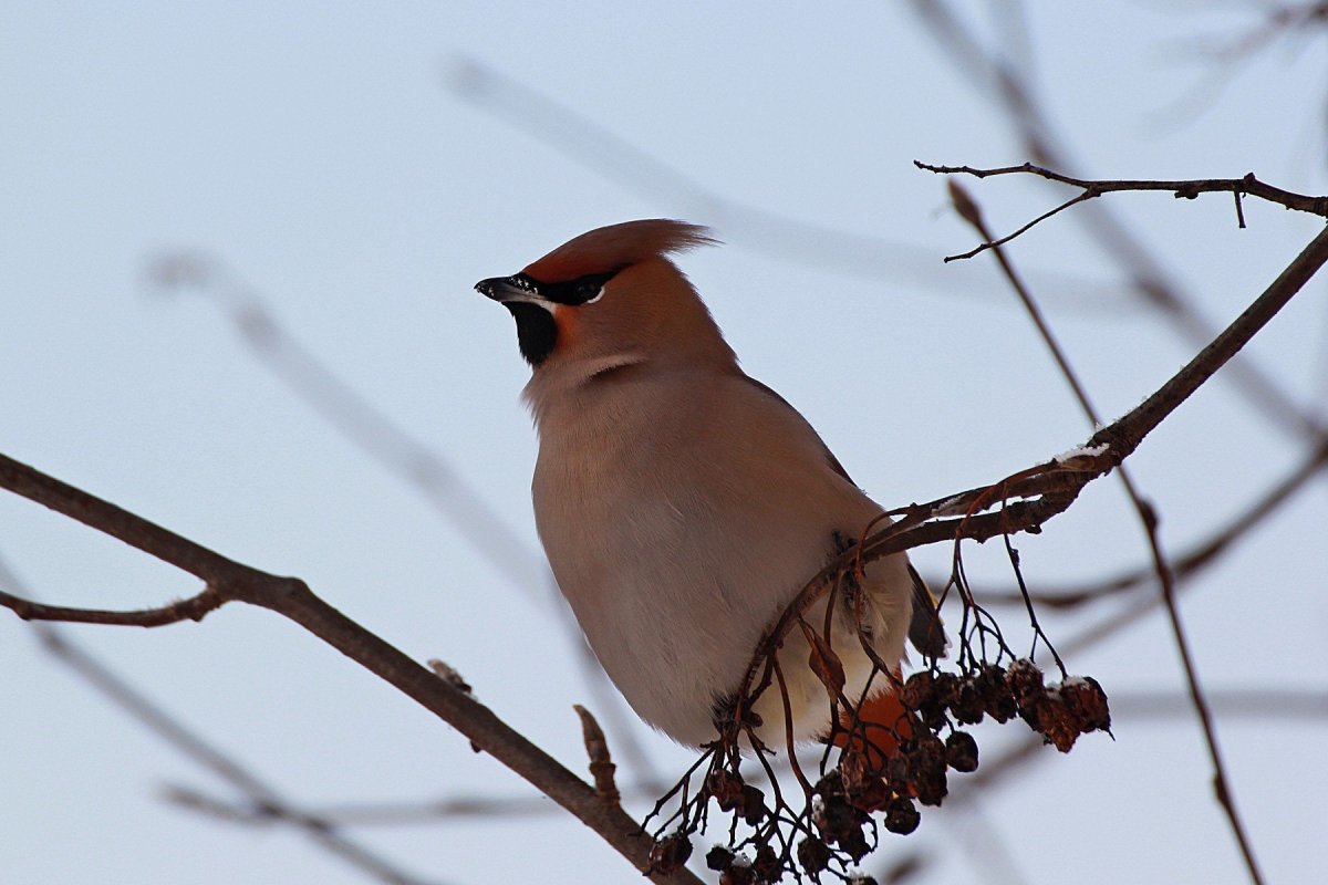 Клест свиристель