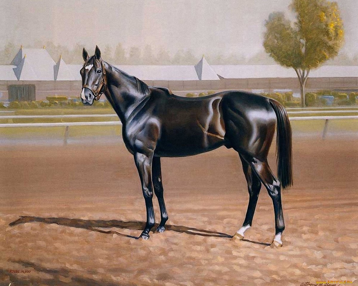 Лошади породы английская чистокровная