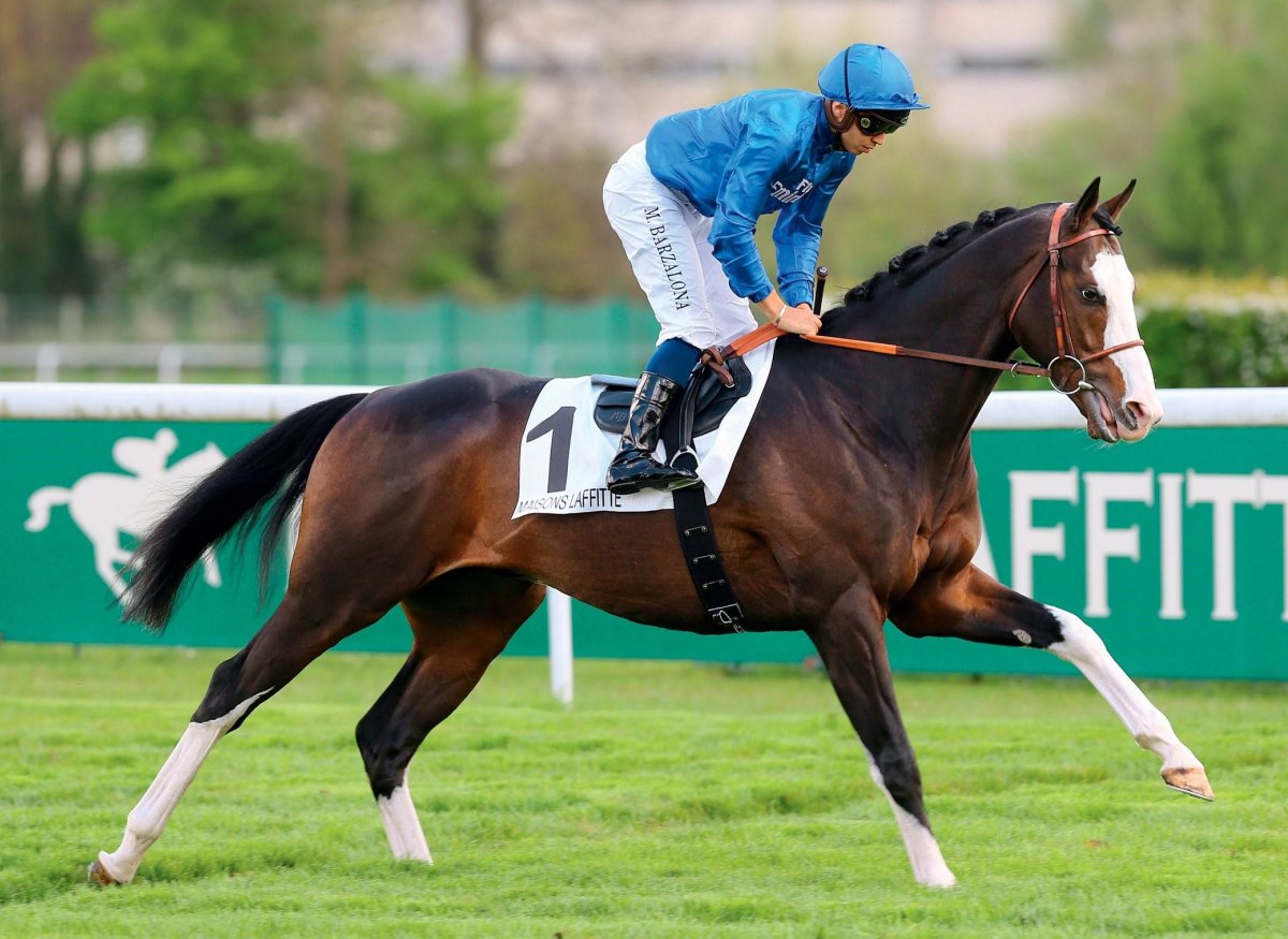 Английская чистокровная верховая лошадь