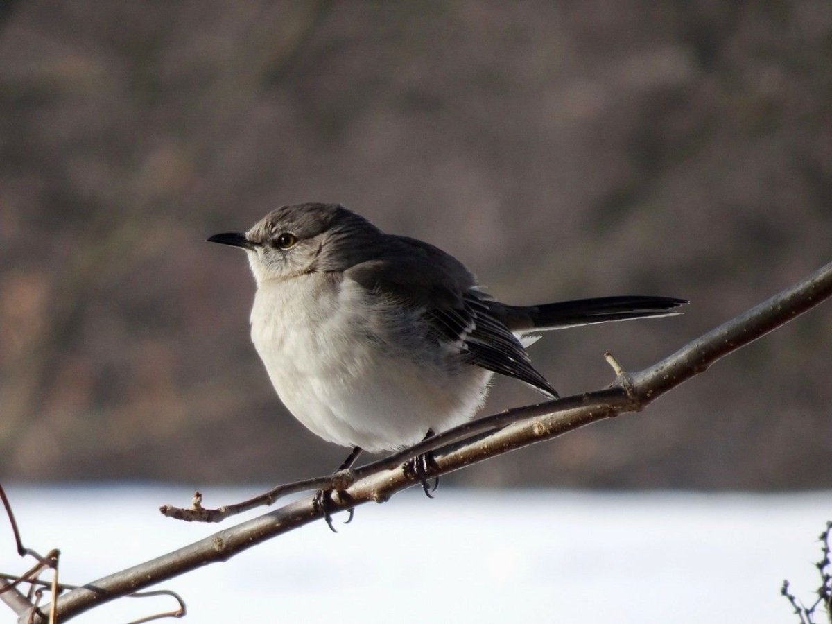 Маленькая серая птичка