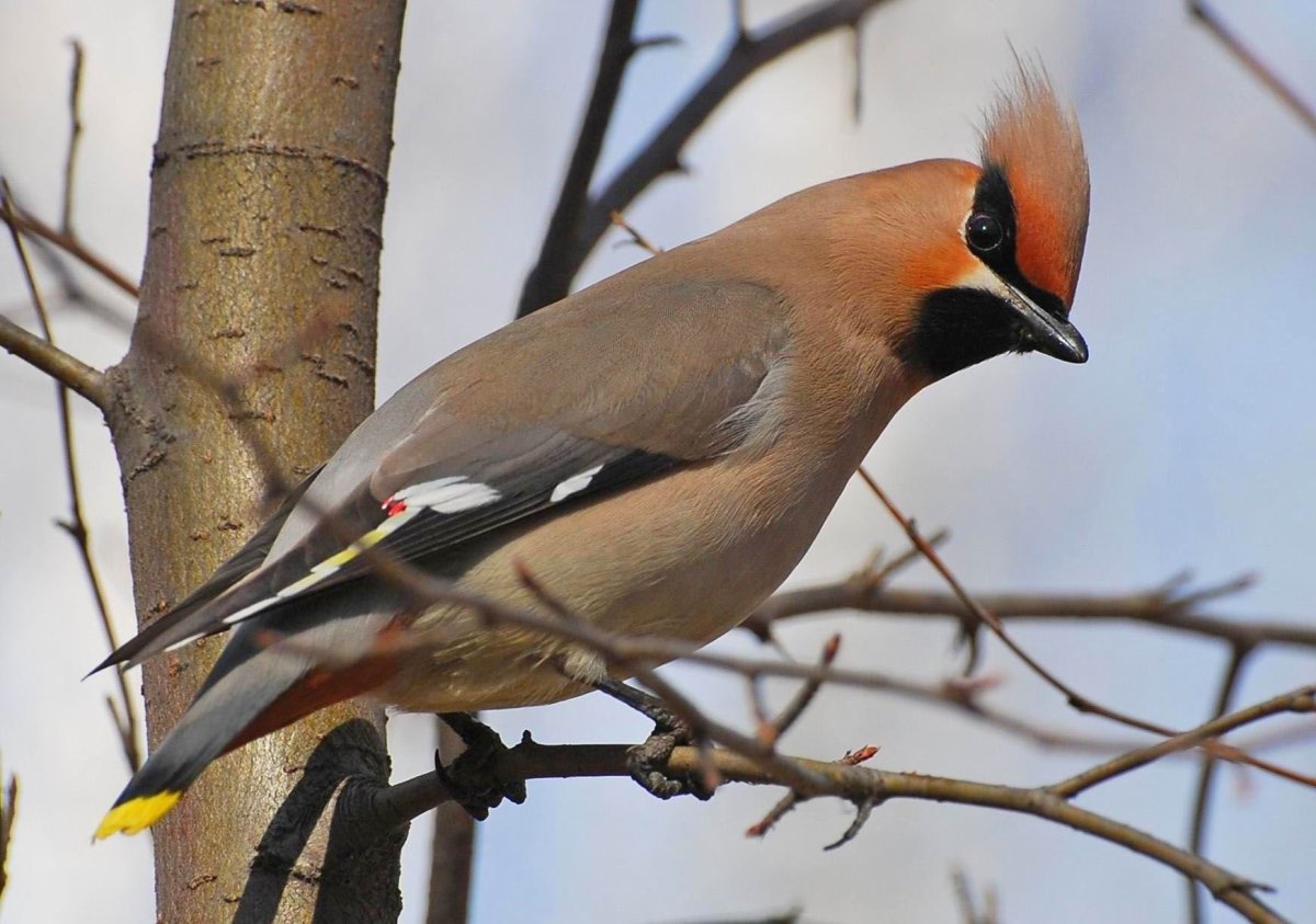 Дрозд с хохолком