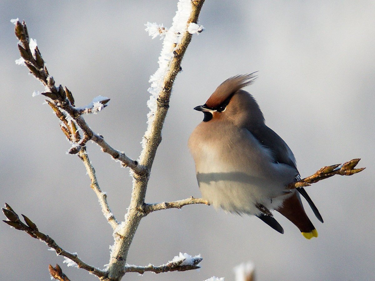 Маленькая серая птичка с хохолком в Ленинградской области