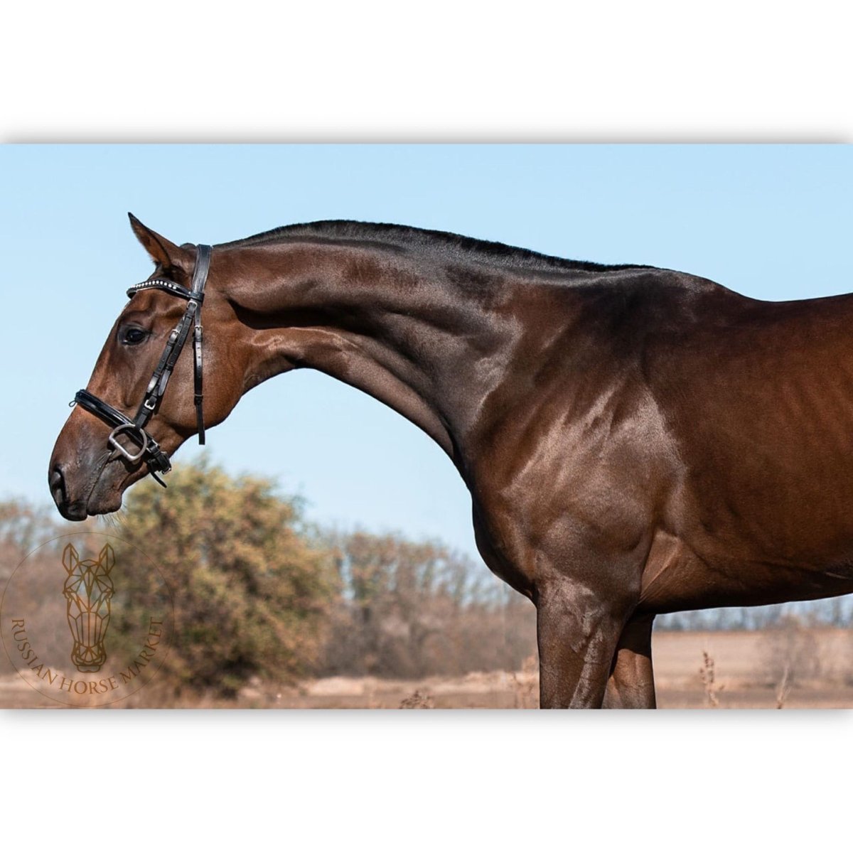 Чистокровная английская верховая караковая