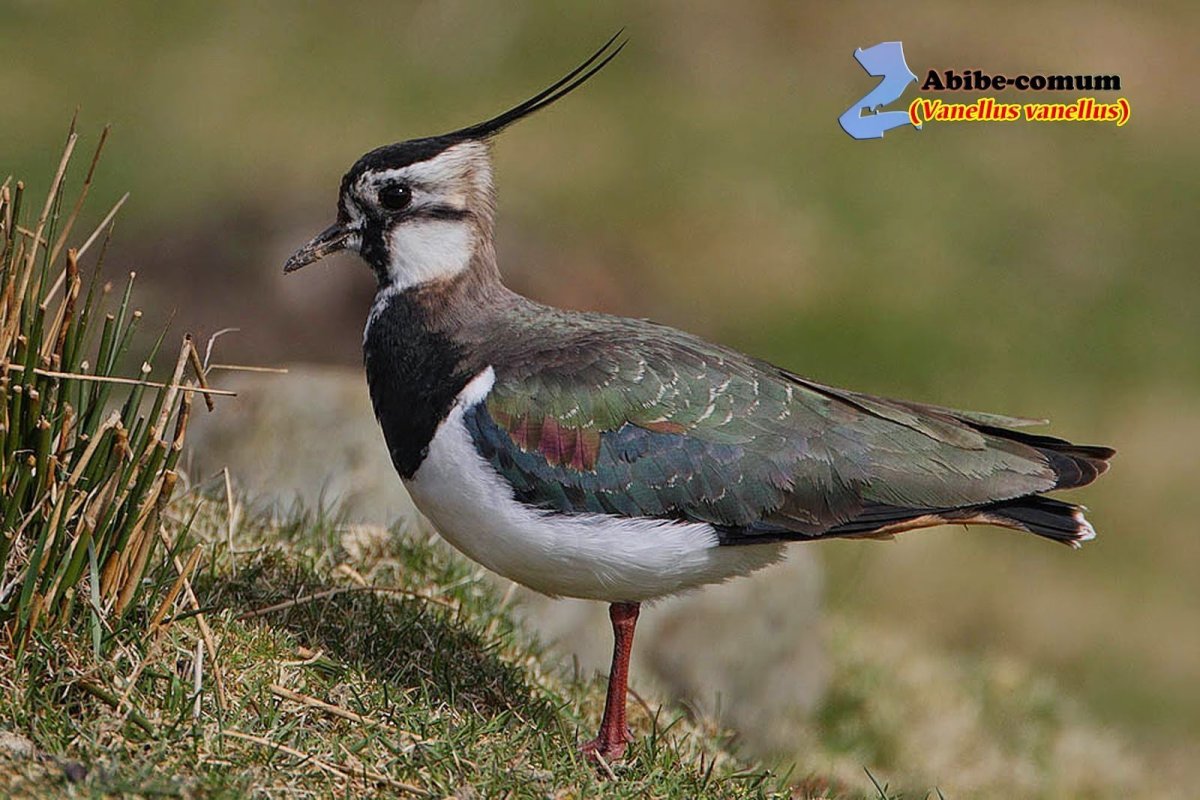 Чибис Vanellus Vanellus